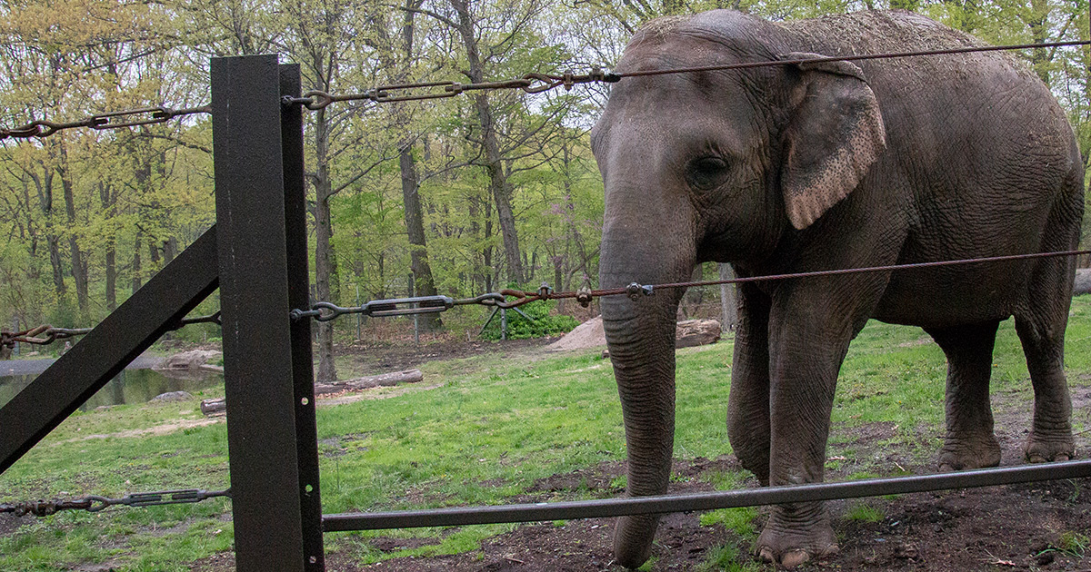 Can Elephants Be Persons?