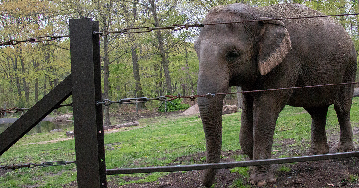 Can Elephants Be Persons? Can Elephants Be Persons?